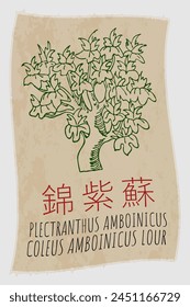 Vector drawing PLECTRANTHUS AMBOINICUS in Chinese. Hand drawn illustration. The Latin name is COLEUS AMBOINICUS LOUR.
