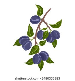 vector drawing plum tree branch with fruits and green leaves isolated at white background, hand drawn illustration