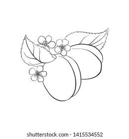 vector drawing plums with leaves and flowers isolated at white background, hand drawn botanical illustration