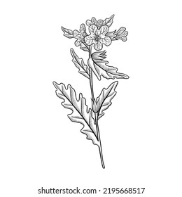 vector drawing poisonous flower henbane, Langdang, Hyoscyamus niger, hallucinogenic plant, stinking nightshade, herb of traditional chinese medicine, hand drawn illustration