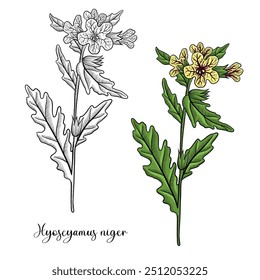 Vector que dibuja el henbane venenoso de la flor, Hyoscyamus niger, planta alucinógena, sombrilla apestosa, hierba de la medicina tradicional china, ilustración dibujada a mano