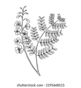 vector drawing poisonous flower yunshi, the cat's claw, shoofly, Caesalpinia decapetala, Biancaea decapetala, herb of traditional chinese medicine, hand drawn illustration