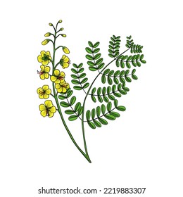 vector drawing poisonous flower yunshi, the cat's claw, shoofly, Caesalpinia decapetala, Biancaea decapetala, herb of traditional chinese medicine, hand drawn illustration