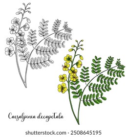 Vektor Zeichnung giftige Blume yunshi, die Katzenkralle, shoofly, Caesalpinia decapetala, Biancaea decapetala, Kraut der traditionellen chinesischen Medizin, handgezeichnete Illustration