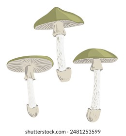 vector drawing poisonus mushroom, death cap isolated at white background, Amanita phalloides, natural element, hand drawn botanical illustration