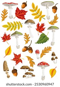 vector drawing poisonus mushrooms, autumn tree leaves and oak acorns , forest design elements, hand drawn botanical illustration