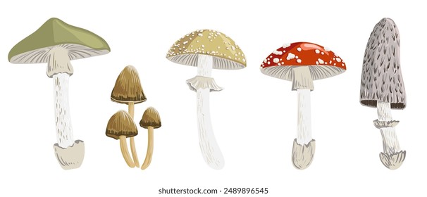 vector drawing poisonus mushrooms, death cap, false blusher, fly agaric, lawyer's wig and glistening inky cap , hand drawn botanical illustration