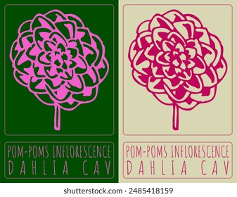 Vector drawing POM-POMS INFLORESCENCE. Hand drawn illustration. The Latin name is DAHLIA CAV.
