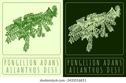 Vector drawing PONGELION ADANS. Hand drawn illustration. The Latin name is AILANTHUS DESF.
