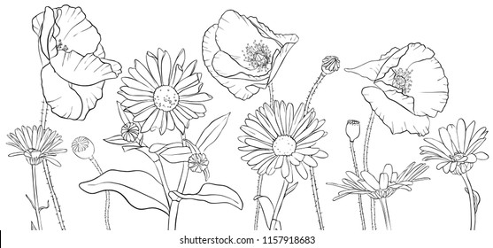 vector drawing poppies and daisy flowers, floral composition, hand drawn illustration