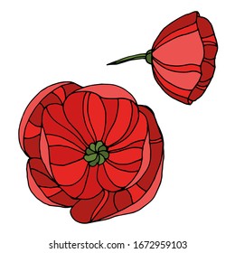 Vector drawing of poppy. Decorative poppy flower