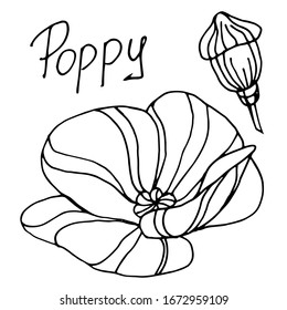 Dibujo vectorial de amapola. Flor de amapola decorativa