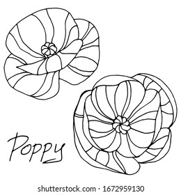 Dibujo vectorial de amapola. Flor de amapola decorativa