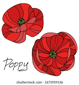 Dibujo vectorial de amapola. Flor de amapola decorativa