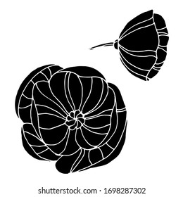 Vector drawing of poppy. Decorative poppy flower