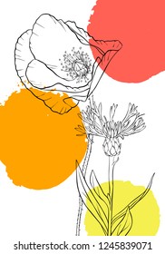 vector drawing poppy flower and cornflower with paint stains, floral composition, hand drawn illustration