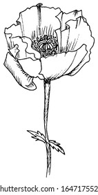 vector drawing of a poppy flower on a white background