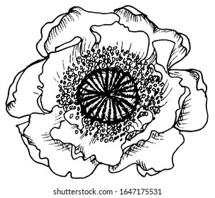 vector drawing of a poppy flower on a white background