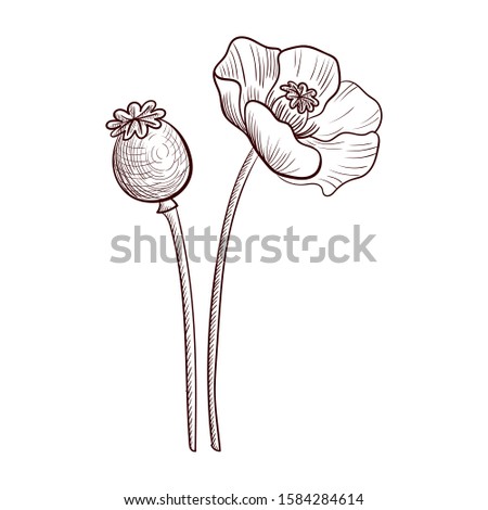 vector drawing poppy flower, Papaver somniferum, hand drawn illustration