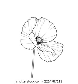 Dibujo vectorial de una flor de amapola. Flor silvestre aislada de fondo blanco.