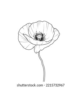 Vector drawing of a poppy flower. Wild flower isolated on white background.