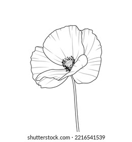 Vector drawing of a poppy flower. Wild flower isolated on white background.