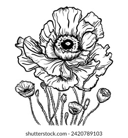 Vector drawing of poppy flowers and leaves, isolated floral elements with a black line on a white background, hand-drawn illustration of a botanist.