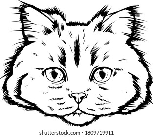 vector drawing portrait of a cat hand drawn. black and white muzzle of a siberian cat. portrait of a cat black and white graphics drawn by ink. feline fluffy portrait of purebred pet on the background