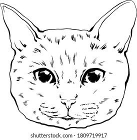 vector drawing portrait of a cat hand drawn. black and white muzzle of a cat. portrait of a cat black and white graphics drawn by ink. feline fluffy portrait of purebred pet on the background