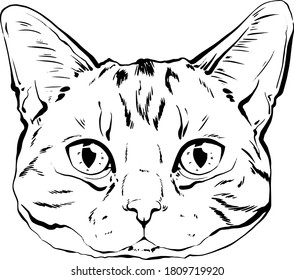 vector drawing portrait of a cat hand drawn. black and white muzzle of a scottish cat. portrait of a cat black and white graphics drawn by ink. feline fluffy portrait of purebred pet on the background