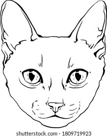vector drawing portrait of a cat hand drawn. black and white muzzle of a siamese cat. portrait of a cat black and white graphics drawn by ink. feline fluffy portrait of purebred pet on the background