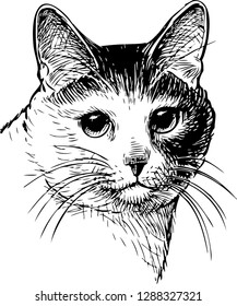 Vector drawing of a portrait of house cat