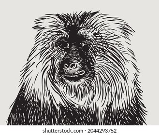 Vector drawing of portrait shaggy cute monkey