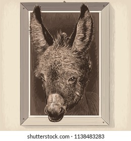 Vector drawing - portrait-cartoon of Donkey in a wooden frame hanging on a wall