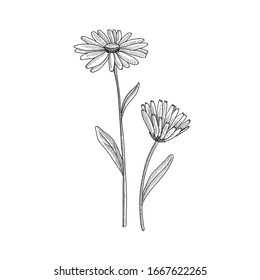 vector drawing pot marigold, Calendula officinalis, hand drawn illustration