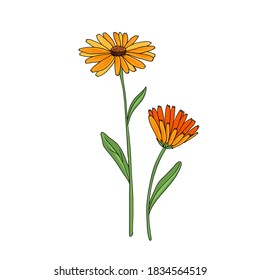 vector drawing pot marigold, Calendula officinalis at white background, hand drawn illustration