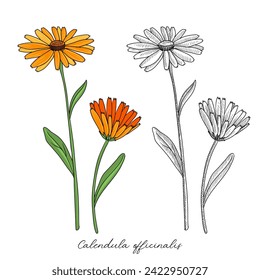 vector drawing pot marigold, Calendula officinalis at white background, hand drawn illustration