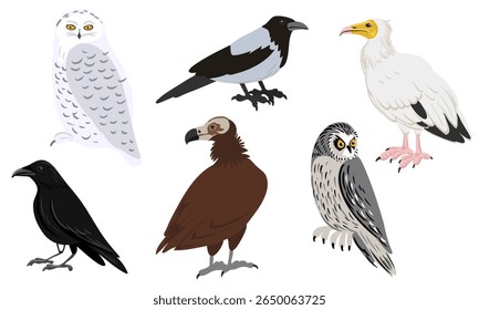 vector drawing predatory birds, hand drawn birds of prey, isolated nature design elements
