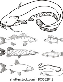 vector drawing predatory freshwater fish, catfish, zander, perch, pike, trout, eel, asp