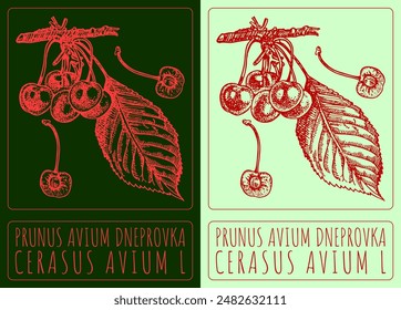 Vektorgrafik Zeichnung PRUNUS AVIUM DNEPROVKA. Handgezeichnete Illustration. Der Name des Latins lautet CERASUS AVIUM L.

