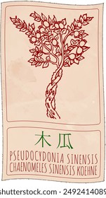 Vector drawing PSEUDOCYDONIA SINENSIS in Chinese. Hand drawn illustration. The Latin name is CHAENOMELES SINENSIS KOEHNE.
