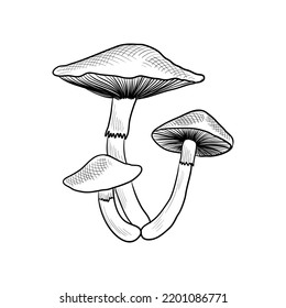 vector drawing psilocybin mushroom , spectacular rustgill, Gymnopilus junonius , hallucinogenic plant, herb of traditional chinese medicine, hand drawn illustration