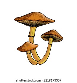 dibujo vectorial psilocybin hongo , rustgill espectacular, Gymnopilus junonius , planta alucinógena, hierba de la medicina china tradicional, ilustración de mano