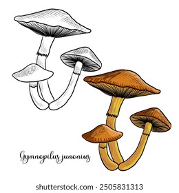 vector drawing psilocybin mushroom , spectacular rustgill, Gymnopilus junonius , hallucinogenic plant, herb of traditional chinese medicine, hand drawn illustration