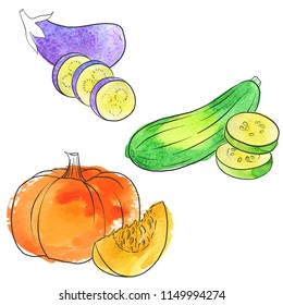 vector drawing pumpkin, isolated vegetables, hand drawn illustration