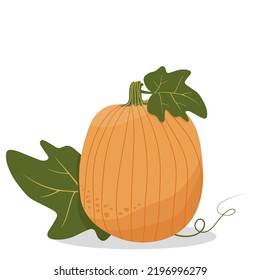 Vector drawing of a pumpkin with leaves