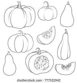 Vector Drawing Pumpkins Isolated Vegetables Hand Stock Vector (Royalty ...