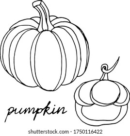 Dibujo vectorial de calabazas. Naturaleza. Esbozo, ilustración.