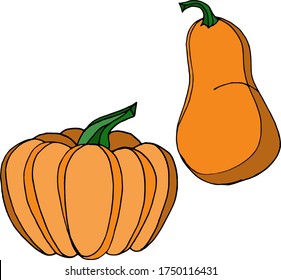 Vector drawing of pumpkins. Nature. Sketch, illustration.