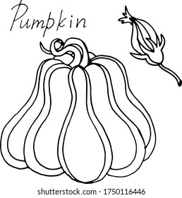 Vector drawing of pumpkins. Nature. Sketch, illustration.